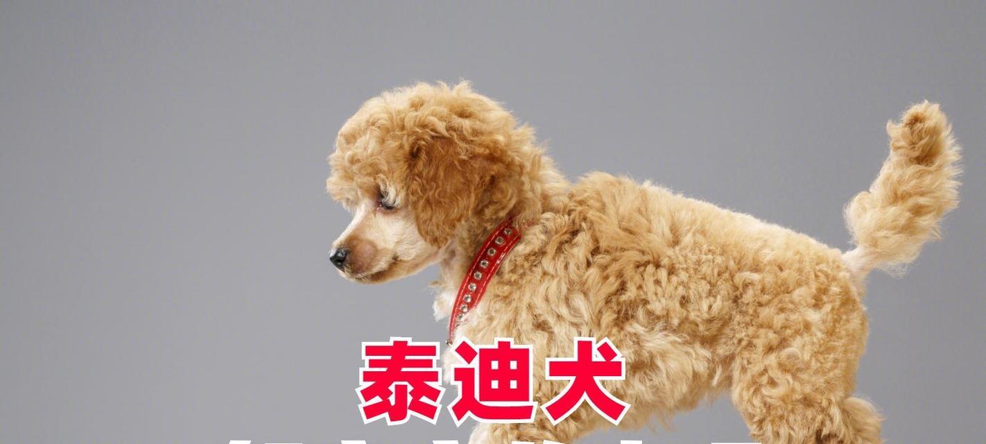 泰迪狗怀孕的症状及护理指南（了解泰迪狗怀孕的迹象和如何提供适当的护理）
