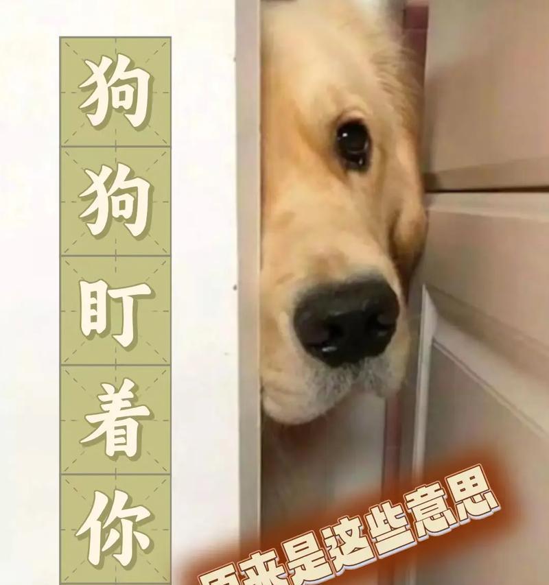 为什么哈士奇会盯着我看？（探究哈士奇盯人的原因及行为解析）