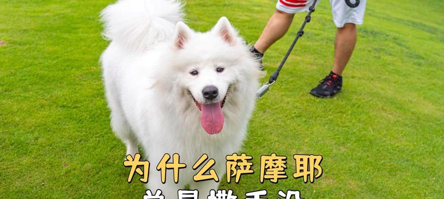 为什么把萨摩关住会叫为主题？（探索萨摩被关住的原因和影响）
