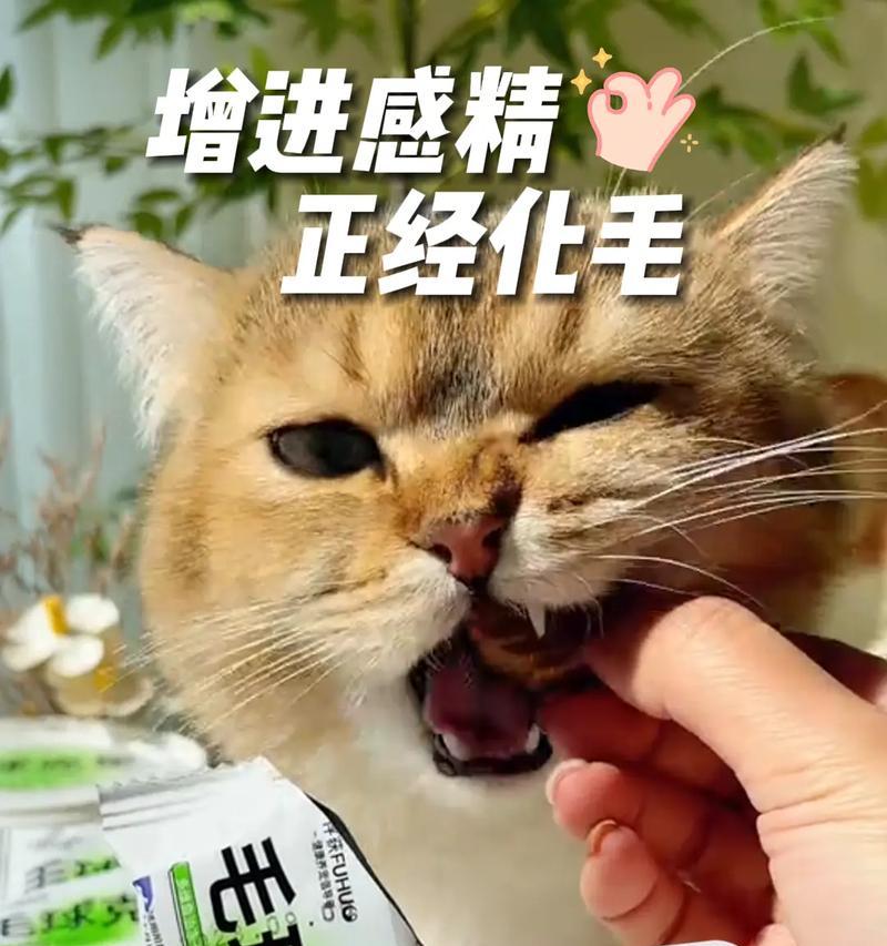 狗狗零食之猫可以吃什么？（为您介绍适合猫咪的健康零食选择）