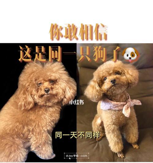 以分头狗为主题的文章（揭示分头狗的特点与影响）