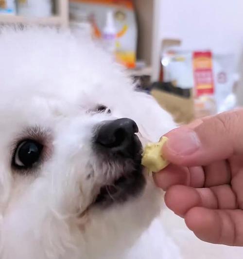 狗狗美毛的秘诀（以什么为主食才能让狗狗拥有漂亮的毛发）