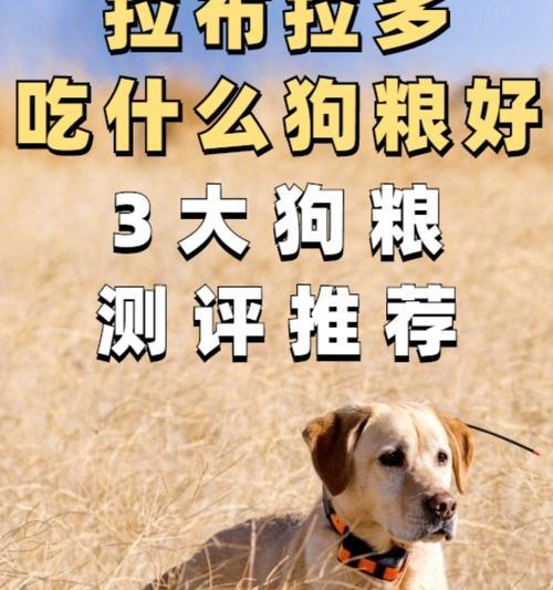 十五个月大的拉布拉多适宜食用的食物（营养均衡、易消化的饮食方案）