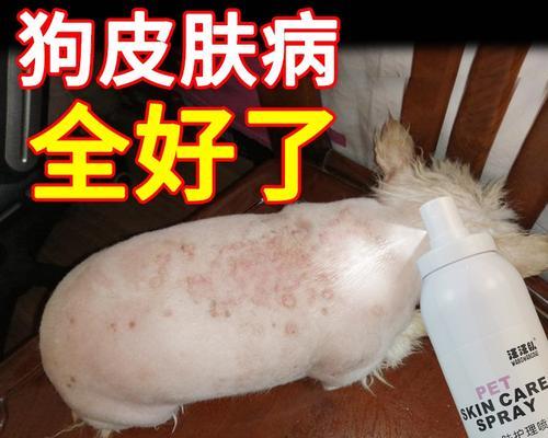 如何选择合适的药物治疗狗狗湿疹？（了解狗狗湿疹的原因和常见药物选项）