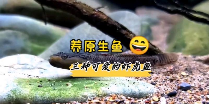 以虾虎鱼为主的养殖技巧（精选虾虎鱼养殖方法及注意事项）