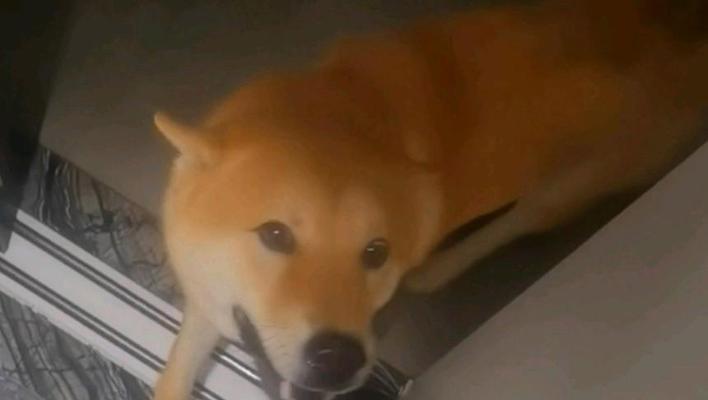 狗为何不喜欢回家？（探索狗狗心理）