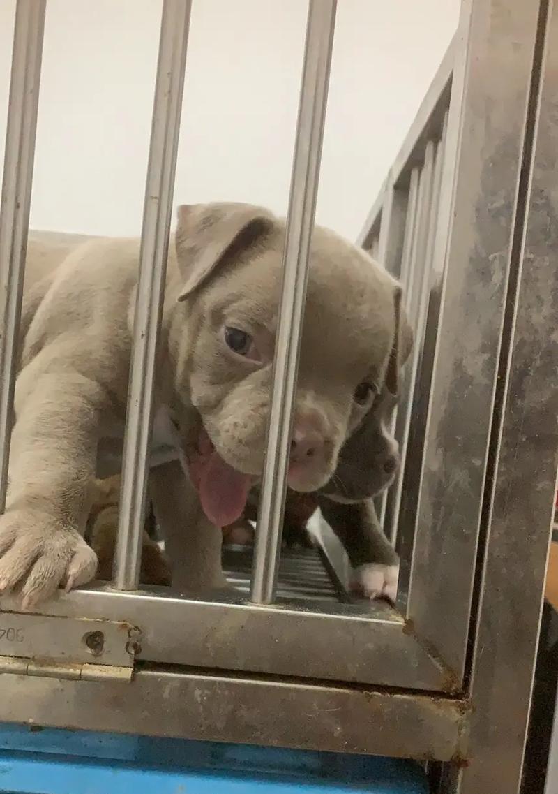 以恶霸犬吃什么狗粮好？（为你的宠物恶霸犬提供最佳狗粮选择）