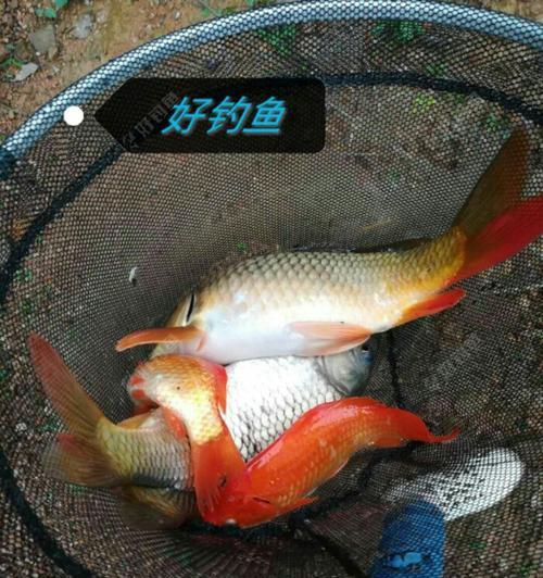 以黄金鲤吃什么为主题的饲养指南（黄金鲤的饲养需注意的关键点）