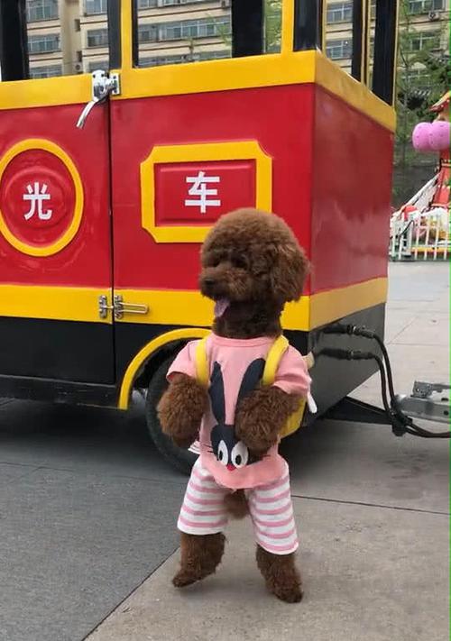 奇特而可爱的两脚行走的狗（探索狗类中的独特生物——双足行走的狗）