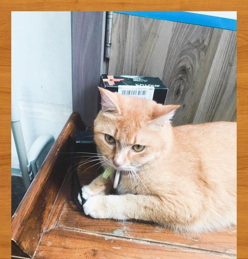 解密猫咪不抓人的奥秘（揭秘猫咪友善之道）