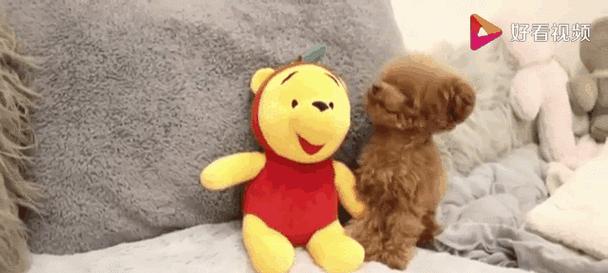 泰迪犬40天怀孕期间的饮食指南（泰迪犬怀孕期间的营养需求及饮食建议）