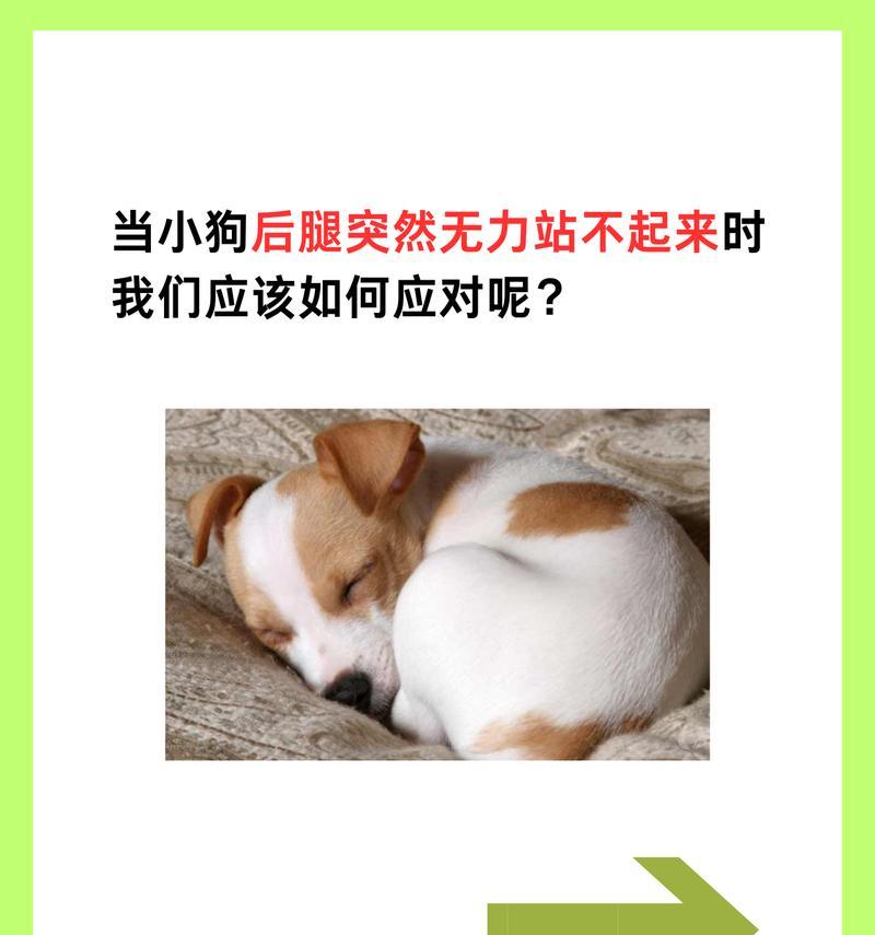 狗后脚无力是何种病情？（探寻狗后脚无力的病因及治疗方法）