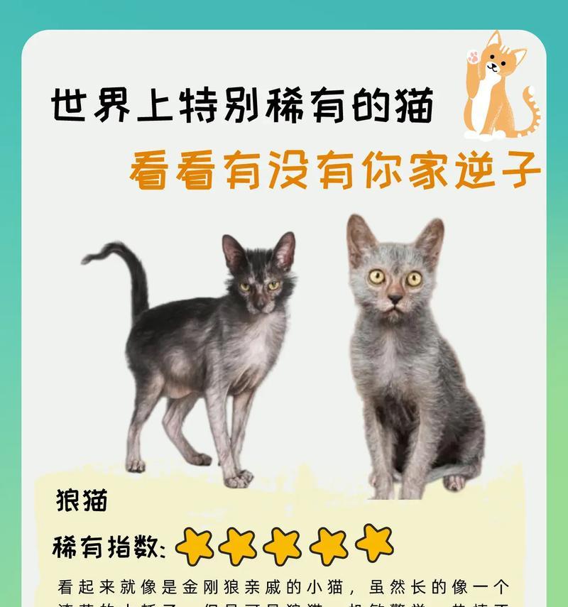 比较便宜的猫品种（寻找价格亲民的猫咪伴侣）