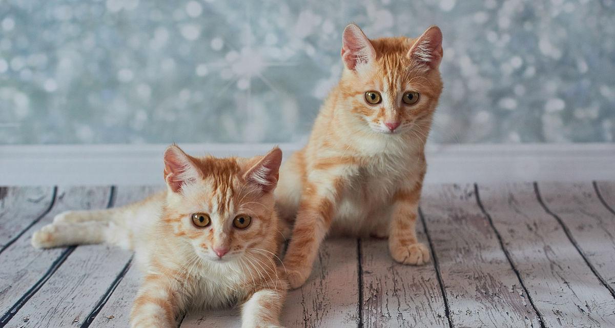 解密美国短尾猫的魅力与特点（探索为何美国短尾成为宠物界的明星）