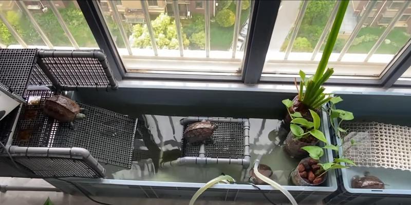 养乌龟的水质要求与注意事项（合适的水质对乌龟健康至关重要）