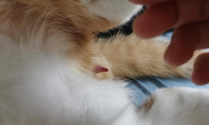 猫屁股为何会有粘东西？（探究猫屁股上粘物的成因和处理方法）