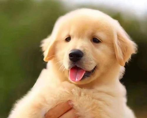 金毛犬毛色对于选择的重要性（了解金毛犬不同毛色的特点和适应环境的、为你的金毛选择最佳毛色）