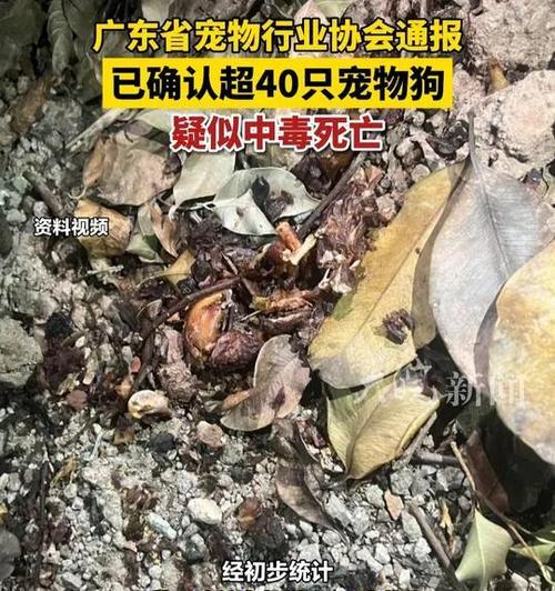 狗子中毒的常见食物及预防方法（宠物狗子中毒情况频发，主人需警惕食物安全问题）