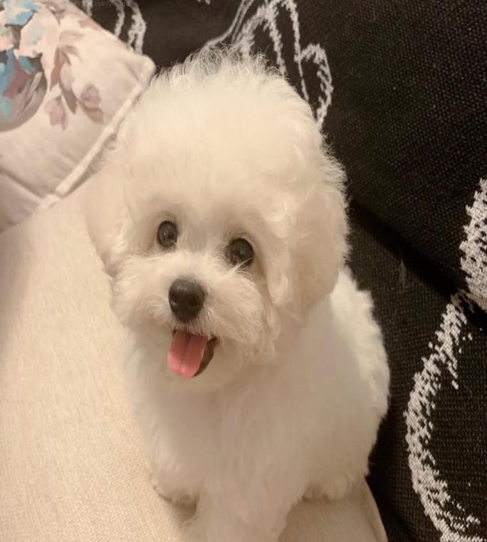 小比熊狗断奶后适合吃的水果（营养均衡的水果选择与喂养方法）