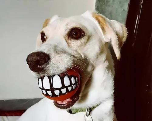 狗狗的嗅觉世界（揭秘狗狗的强大嗅觉能力，探索让它们呛得够呛的事物！）