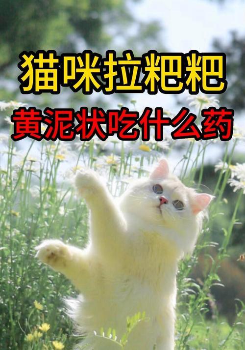 猫咪用药指南（照顾猫咪健康的必备知识）