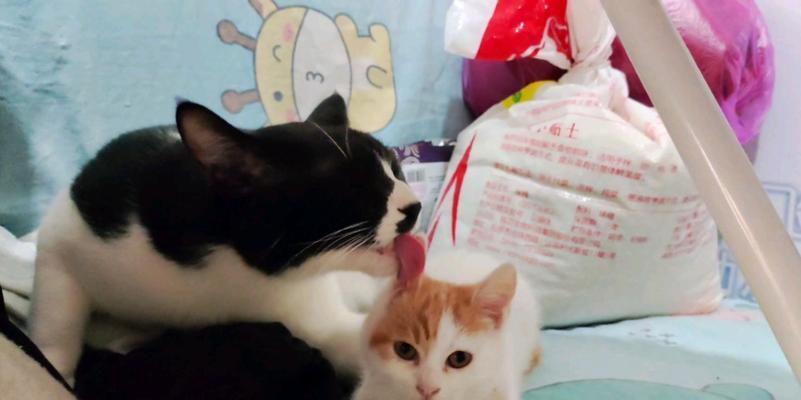 新猫为什么要隔离？（了解新猫隔离的重要性和步骤）
