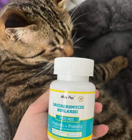 猫咪胃不舒服的治疗与护理（了解猫咪胃部问题的症状和食物，）