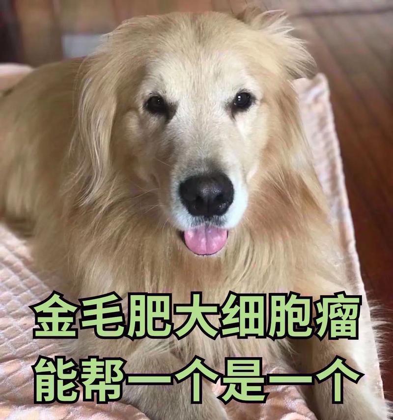 金毛犬之巨大身躯的原因（探究金毛犬体型巨大的内在因素及外界影响）