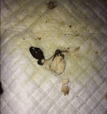 狗狗下体白色物质的成因及处理方法（了解狗狗下体白色分泌物的常见原因和解决方案）