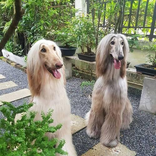 阿富汗猎犬梳毛的技巧与工具选择（打造阿富汗猎犬华丽长毛的秘密与技巧）