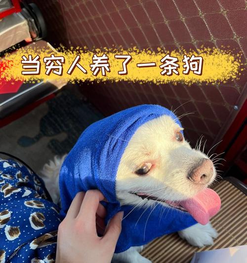 狗狗的好寓意（忠诚、友善、陪伴）