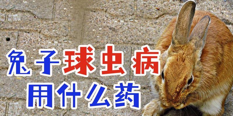 兔子肚胀的原因与治疗方法（了解兔子肚胀的症状和预防措施，有效处理兔子肚胀问题）