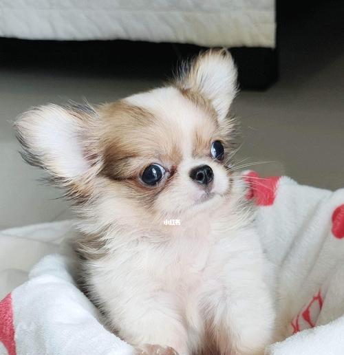 以纯总吉娃娃毛色什么样？（探索以纯总吉娃娃毛色的多样性和特点）