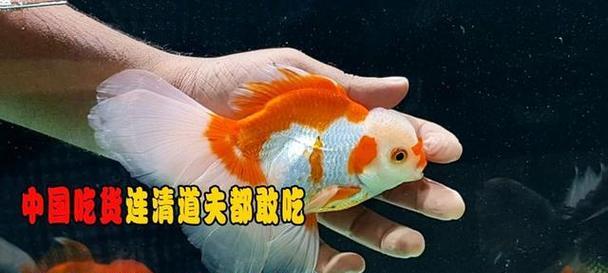 金鱼饲养指南（了解金鱼的饮食需求，让你成为专业鱼友）