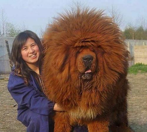 藏獒幼犬的禁食之物（了解哪些食物对藏獒幼犬有害？）