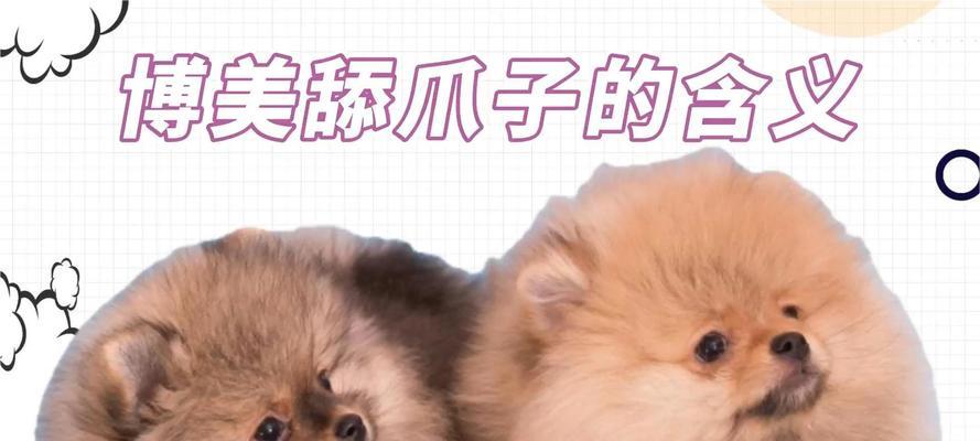 揭秘博美喜欢舔人的原因（为什么博美狗如此喜欢舔人？）