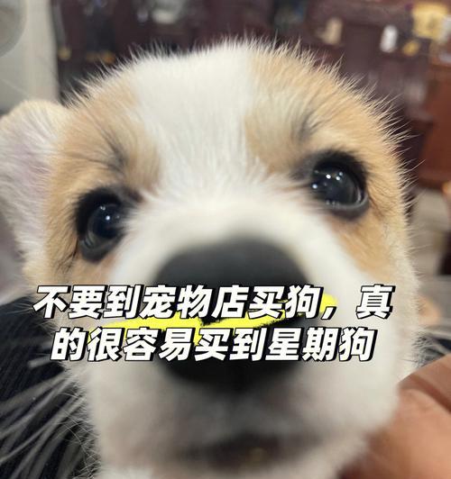 什么时候买狗最好？（科学选择宠物犬的时间）