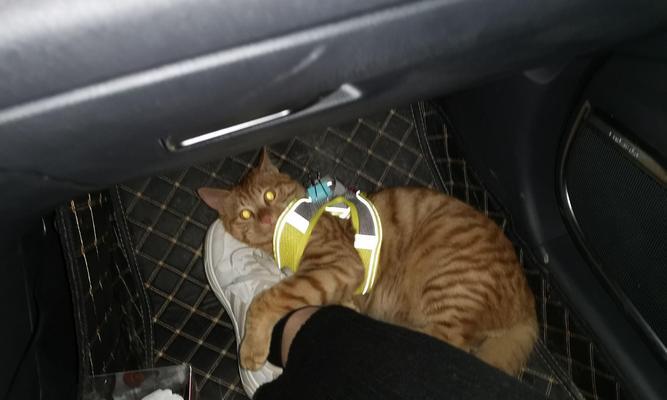 贵妇养猫的益处和原因（探究贵妇对猫咪的钟爱以及养猫的好处）