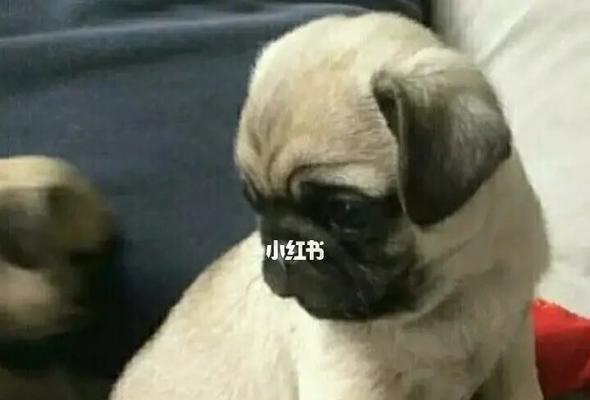 以赛级巴哥犬的养殖要求（全面了解以赛级巴哥犬的育种要求，打造健康优秀的巴哥犬种）
