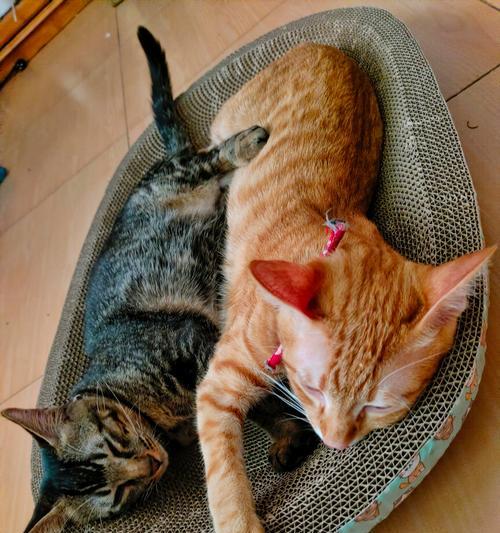 猫咬人现象的原因与应对方法（探究猫咬人的背后原因及如何预防和处理猫咬伤）