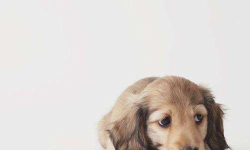 狗瘟患者饮食禁忌（了解狗瘟，保护你的爱犬健康）
