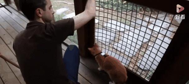 狗为什么讨厌猫？（探究狗猫相处的复杂关系）