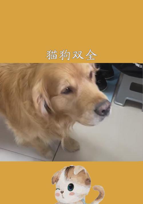 狗狗饮食禁忌（了解狗狗的肉类禁忌，保护它们的健康）