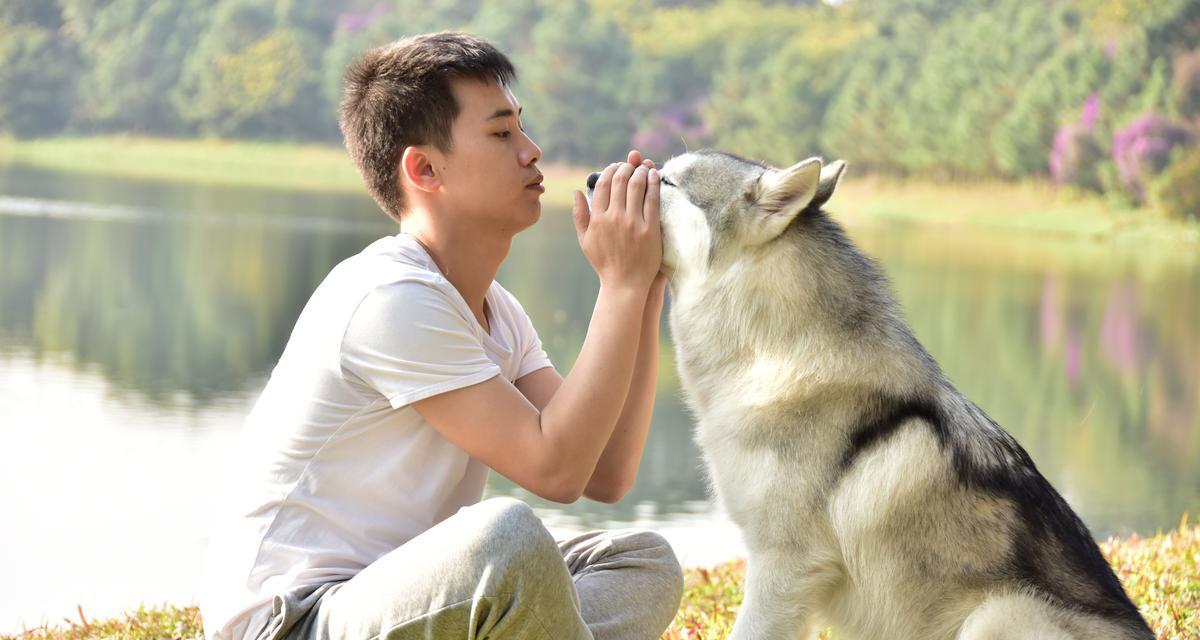 以狼版哈士奇为主题的神秘与力量（探索狼版哈士奇的神秘色彩，感受其特殊的力量）
