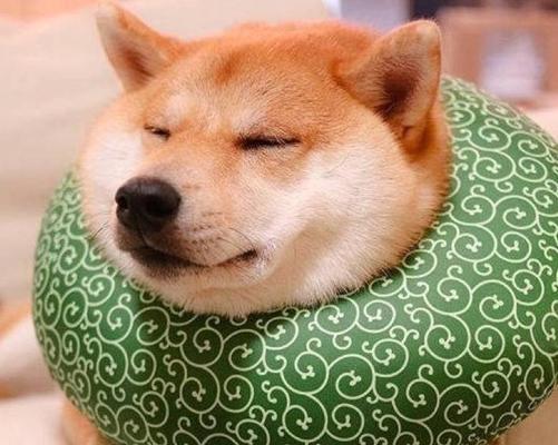 以狗吃什么生长素长的快？（探索狗狗生长素的关键饮食）