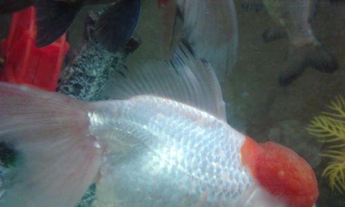 金鱼的鱼鳍之美（揭秘金鱼鱼鳍的五彩斑斓和多样形态）