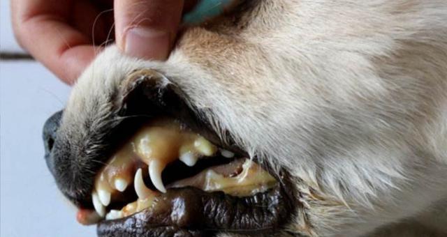 深入了解以犬黄疸的症状（揭开以犬黄疸的面纱，从症状说起）