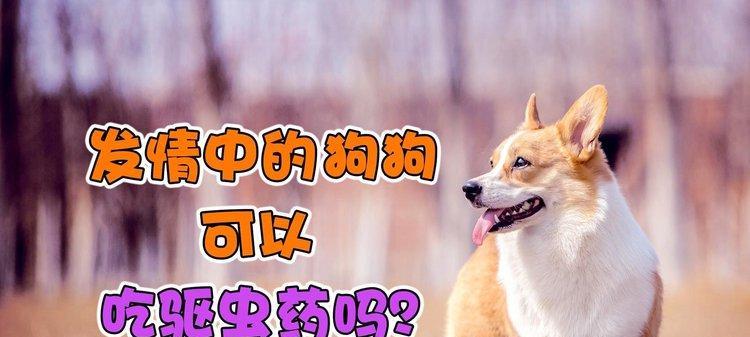 如何给狗狗正确灌药（掌握正确的方法，让狗狗服药变得容易无忧）