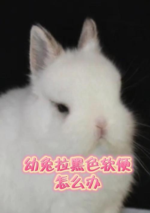 兔兔拉软便吃什么药？（了解兔兔拉软便原因与选用合适药物的要点。）