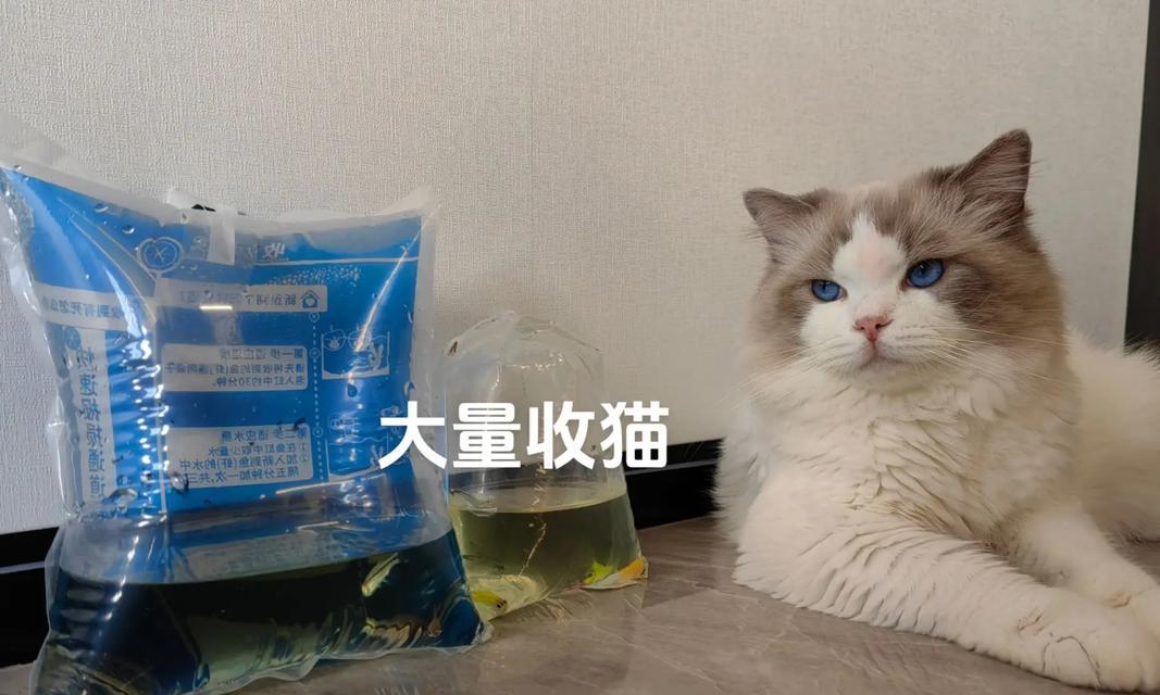 高价猫的魅力与价值（探寻高价猫的背后故事，解析其市场价值与饲养特点）